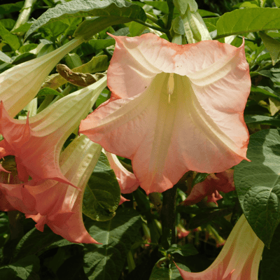 Brugmansia Frilly Pink /Dhatura Flower Plant
