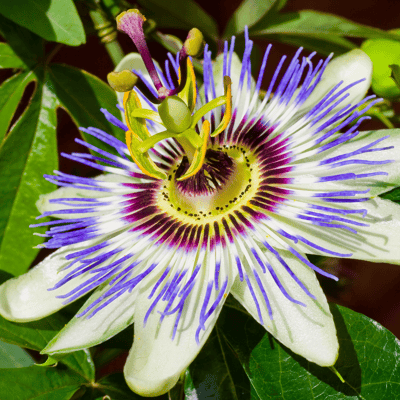 Rakhi Bell Flower Passion / Passiflora Live Plant (Blue)