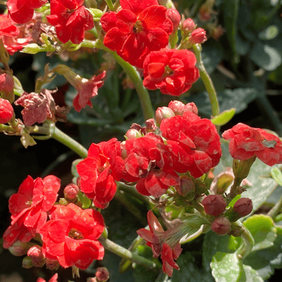 Widow's-thrill /Kalanchoe Flower Plant-(Pot Not Included)