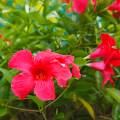 Red Allamanda Flower Plant