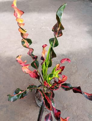Black Spiral Croton Live Plant