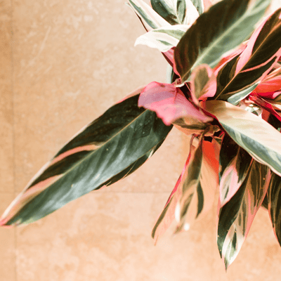 Stromanthe Live Plant