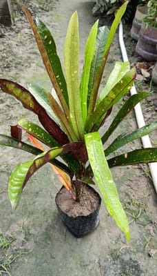 Long Leaf Croton Live Plant (Codiaeum Variegatum)