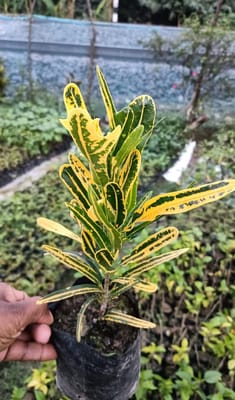 Banana Croton Live Plant (Codiaeum Variegatum)
