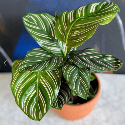 Pin-Strip Calathea Live Indoor Plant-(Pot Not Included)