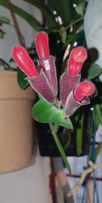 Aeschynanthus Monalisa /Lipstick Flower Plant