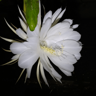 Brahma Kamal: King of Himalayan Flower (White)