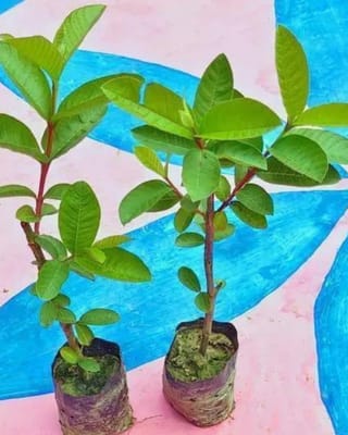 L49 Guava Live Plant (Grafted)