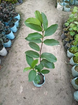 1kg Guava Live Plant (Grafted)
