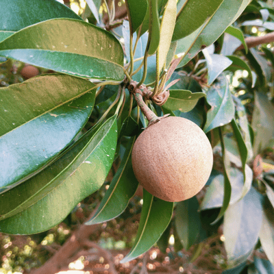 Cricket Ball Chiku(Sapota) Fruit Plant & Tree(Grafted)
