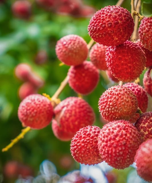 Muzaffarpur litchi Live Fruit plant & Tree-(Grafted)