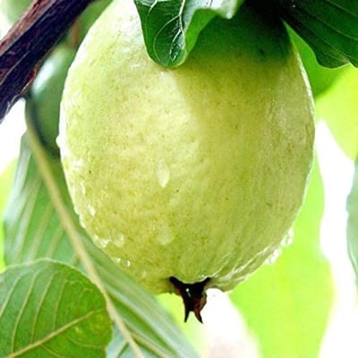 Thai Super Kiran Guava Fruit (Grafted) Live Plants & Tree