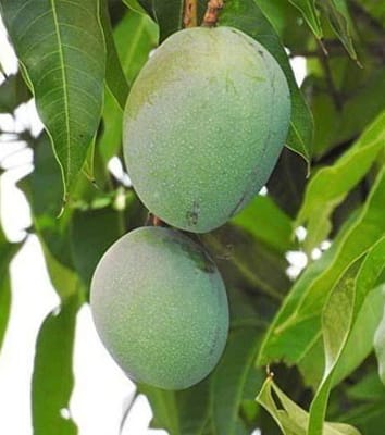 All-Time Vastara Mango Fruit Plant & Tree-(Grafted)