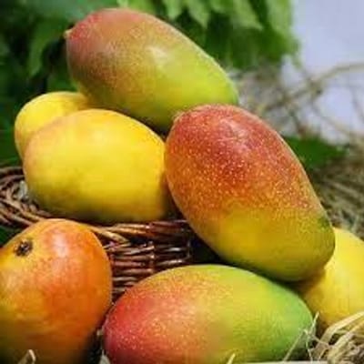 Suvarnarekha Mango Fruit Plant (Grafted)