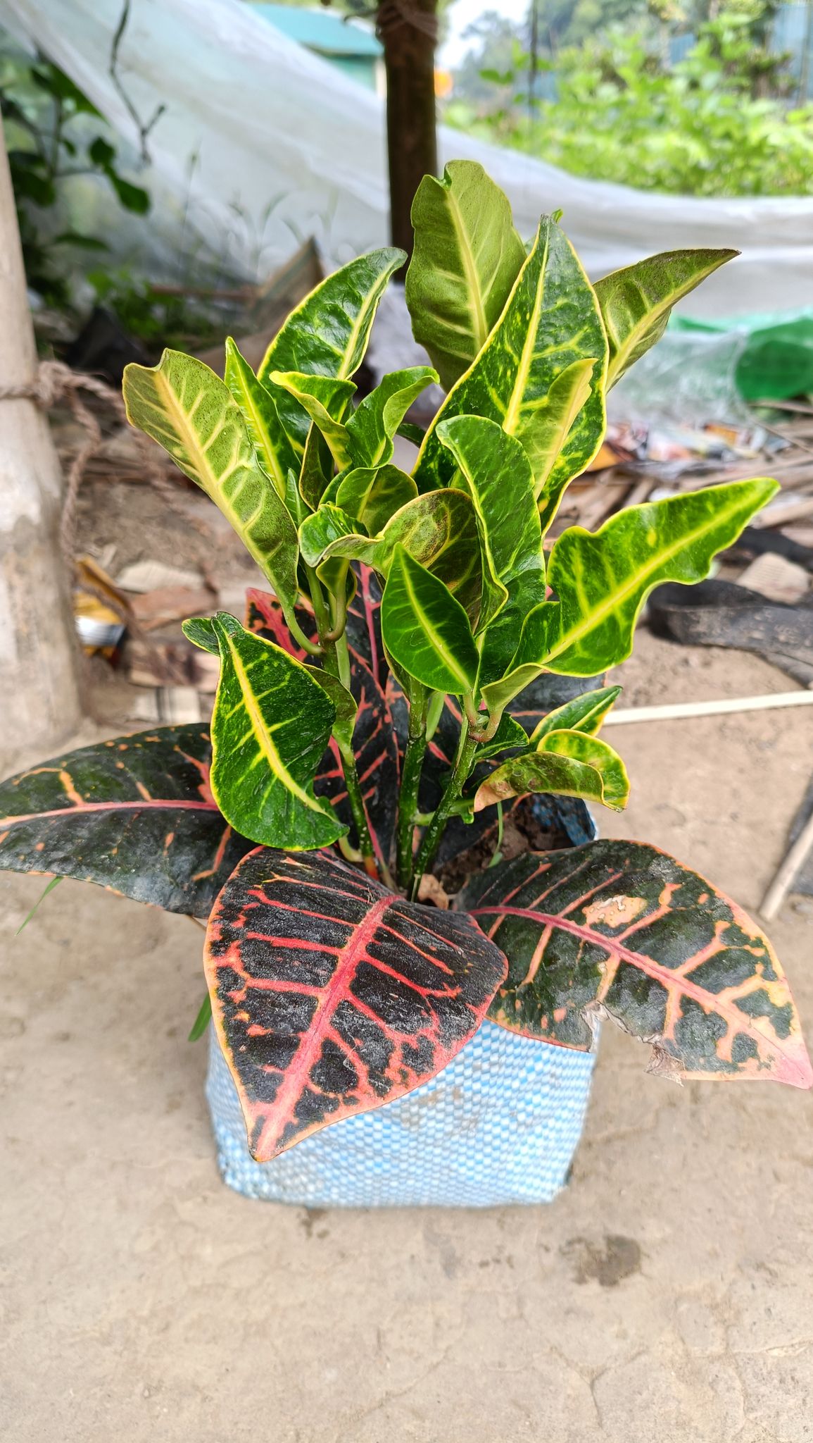 Petra Croton Live Plant