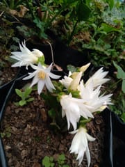 White Easter cactus Live Plant - (White)