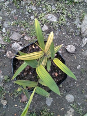 Yellow Variegated Bamboo Live Plant