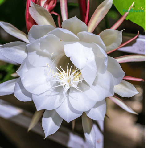 Brahma Kamal - (Saussurea obvallata) Flowering Live Plant - (White)