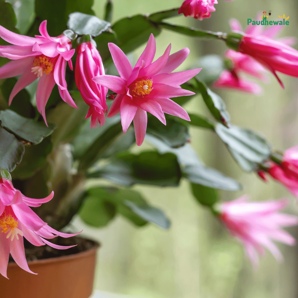 Pink Easter Christmas Cactus Flower Plant - (Bare Rooted)