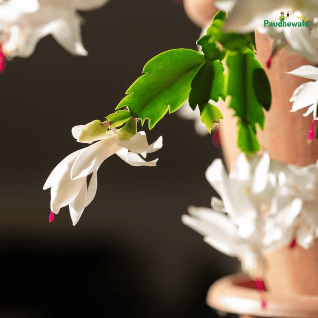 White Easter cactus Live Plant - (White)