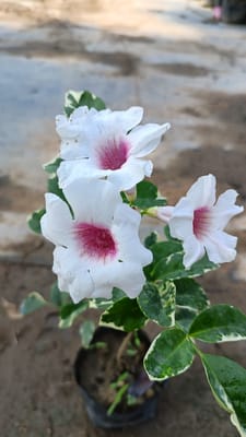 Pandorea/Variegated Tecoma Flower Plant