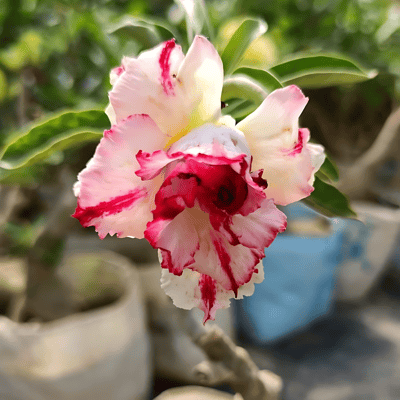 Grafted Adenium Flower Plant (Code- A5)