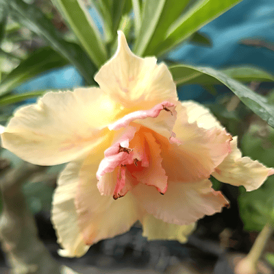 Grafted Adenium Flower Plant (Code- V7)