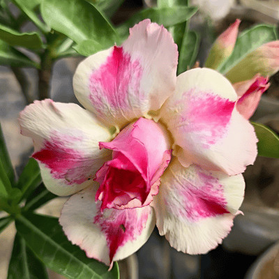Grafted Adenium Flower Plant (Code- R14)