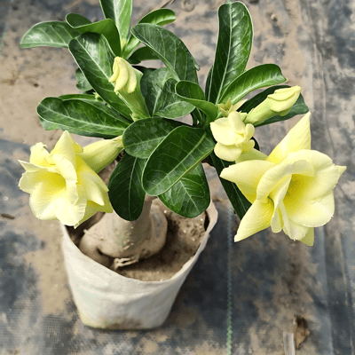 Grafted Adenium Flower Plant (Code- R80)