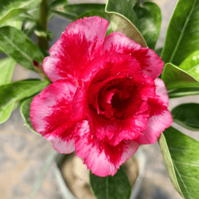 Grafted Adenium Flower Plant (Code- N7)