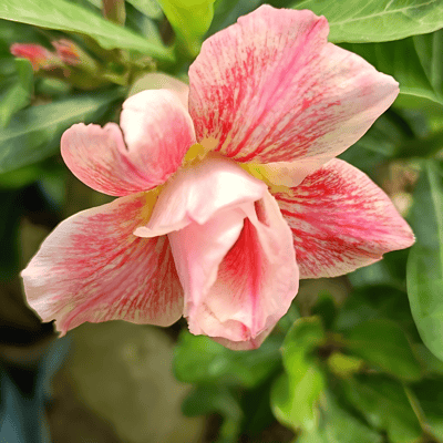 Grafted Adenium Flower Plant (Code- V7-35)