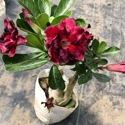 Grafted Adenium Flower Plant (Code- R84)