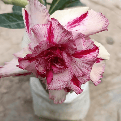 Grafted Adenium Flower Plant (Code- B/V60)