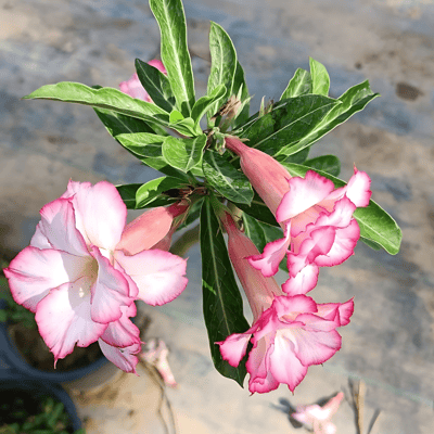 Grafted Adenium Flower Plant (Code- R 1)