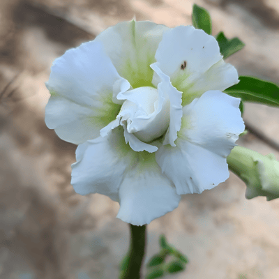 Grafted Adenium Flower Plant (Code- R65)