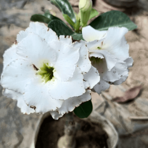Grafted Adenium Flower Plant (Code- H18)
