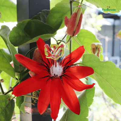 Rakhi Bell Flower Passion / Passiflora Live Plant (Red)