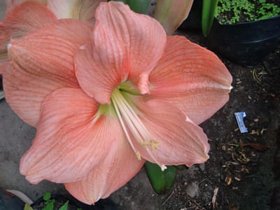 Dutch Variety Light Pink Amarylli Lilly Flower(pack of one bulbs)