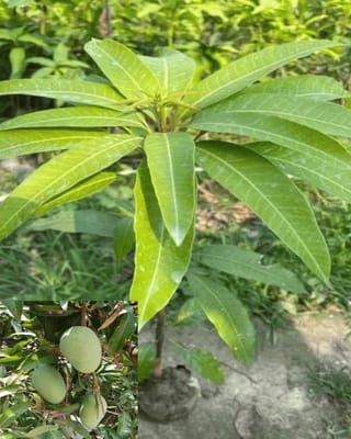 Honeydew Mango Fruit Live Plant & Tree - (Grafted)