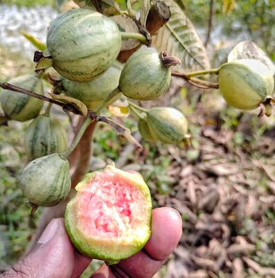 Variegated Guava Fruit Live Plant & Tree (Grafted)
