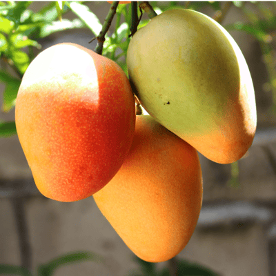 Pusa Surya Mango(Seedless) Fruit Plant & Tree(Grafted)