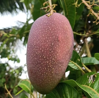 American Beauty Mango Fruit Plant & Tree(Grafted)