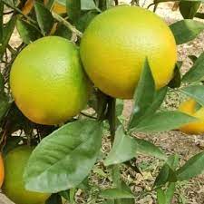 Misoriyo Yellow Malta Mosambi Fruit Live Plant & Tree (Grafted)