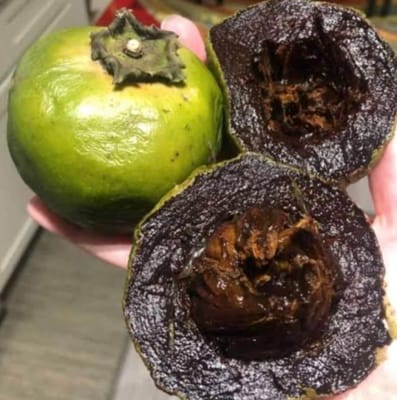 Black Sapote Live Fruit Plant & Tree-(Grafted)