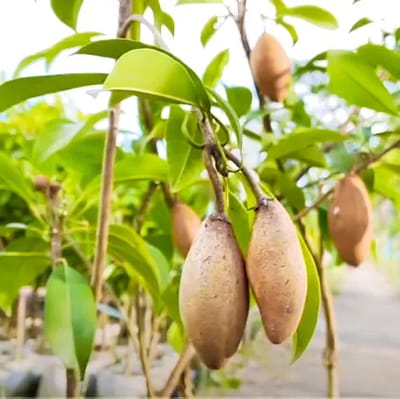 Banana Chiku (Sapota) Fruit Plant & Tree-(Grafted)