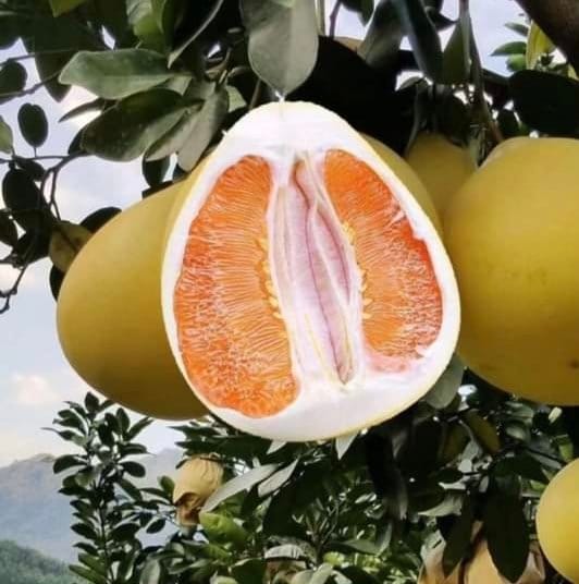 Honey Pomelo (Orange Batabi) Fruit Plant & Tree (Grafted)
