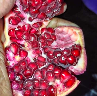 Solapur Lal Pomegranate/Anar Fruit Plant-(Grafted)