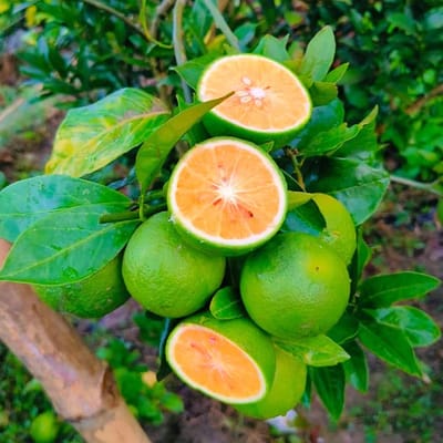African Yellow Malta Lemon Fruit Plant & Tree-(Grafted)