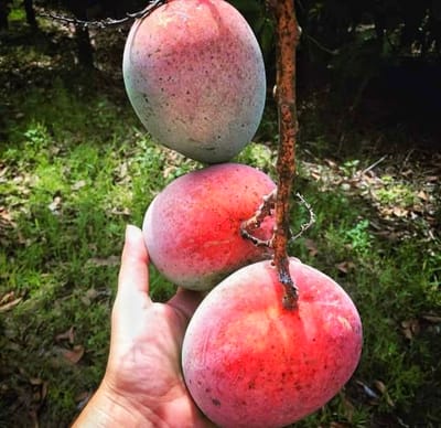 Apple Mango Fruit Plant & Tree-(Grafted)