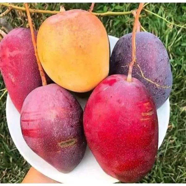Irwin Purple Mango Fruit Plant & Tree-(Grafted)